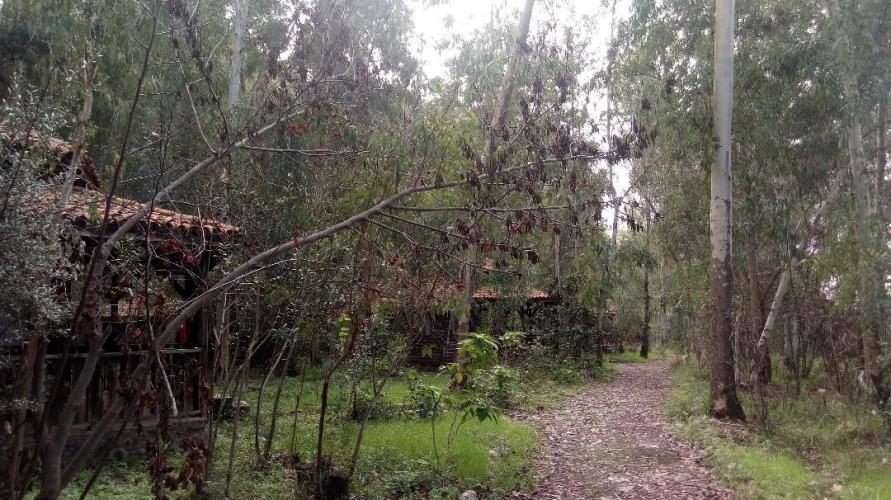 Pastoral Vadi Konaklama Bungalov (Banyo Dışarıda) 4 yataklı 1 Odalı